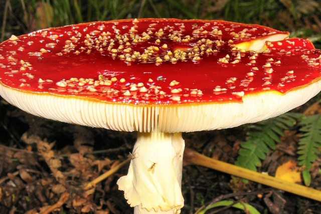 Dall'ottimo cardoncello al velenoso "amanita muscaria": guida ai funghi della terra di Bari